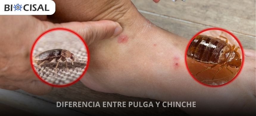 diferencia entre pulga y chinche